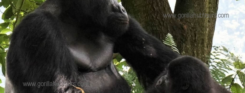 Mountain Gorilla in Uganda Forest