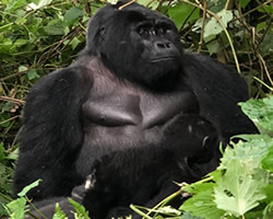 Gorilla trekking in east africa